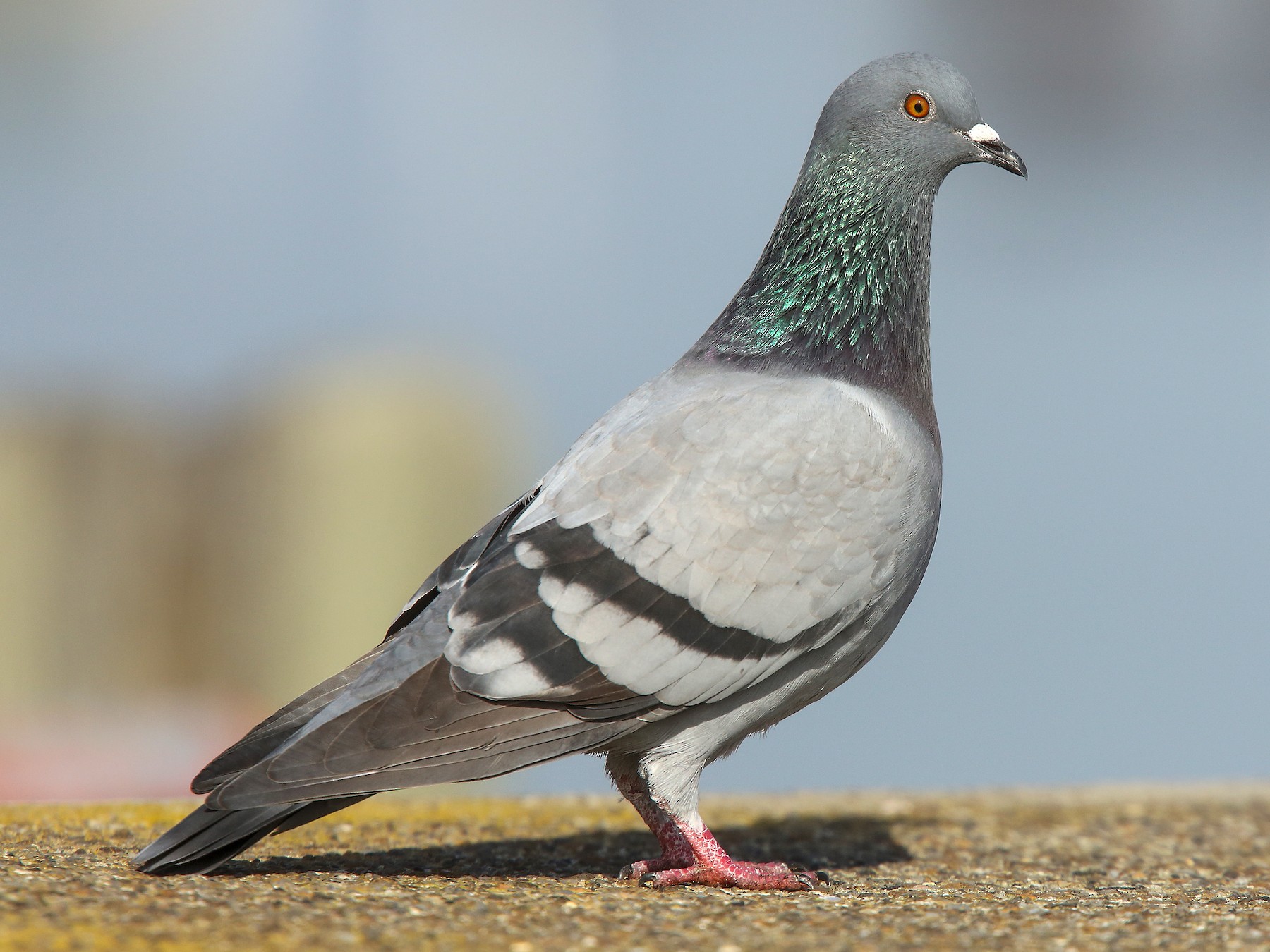 pigeon