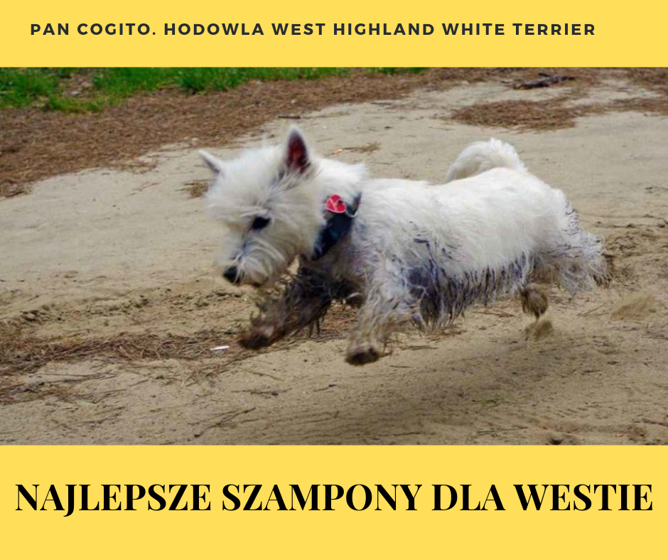 szampon west highland white terrier