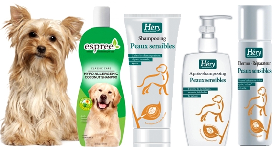 czy szampon dla dzieci można używac dla psa