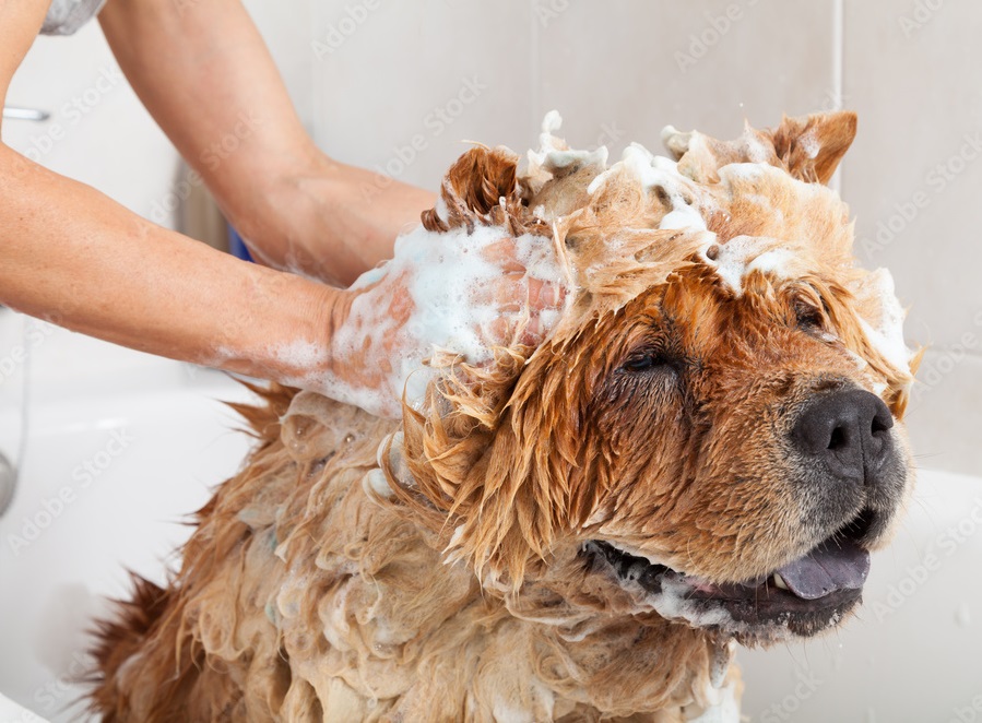 jak wybrać szampon dla psa