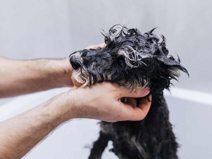 jaki szampon wybrac jak pies ma problemy