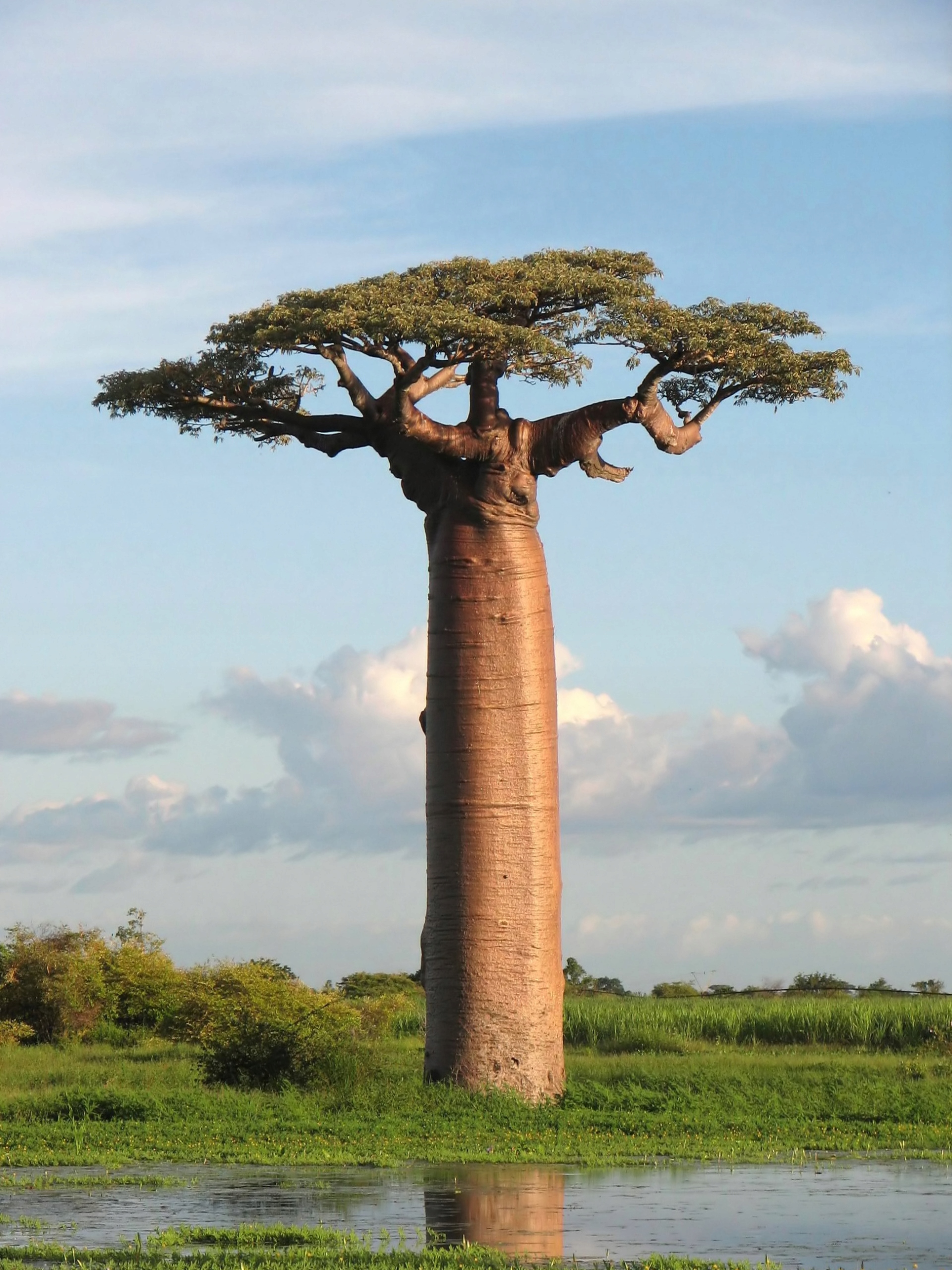 baobab szampon