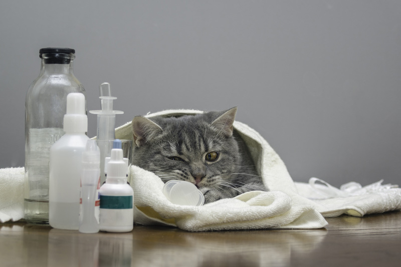 vermicon szampon dla kota zatrucie