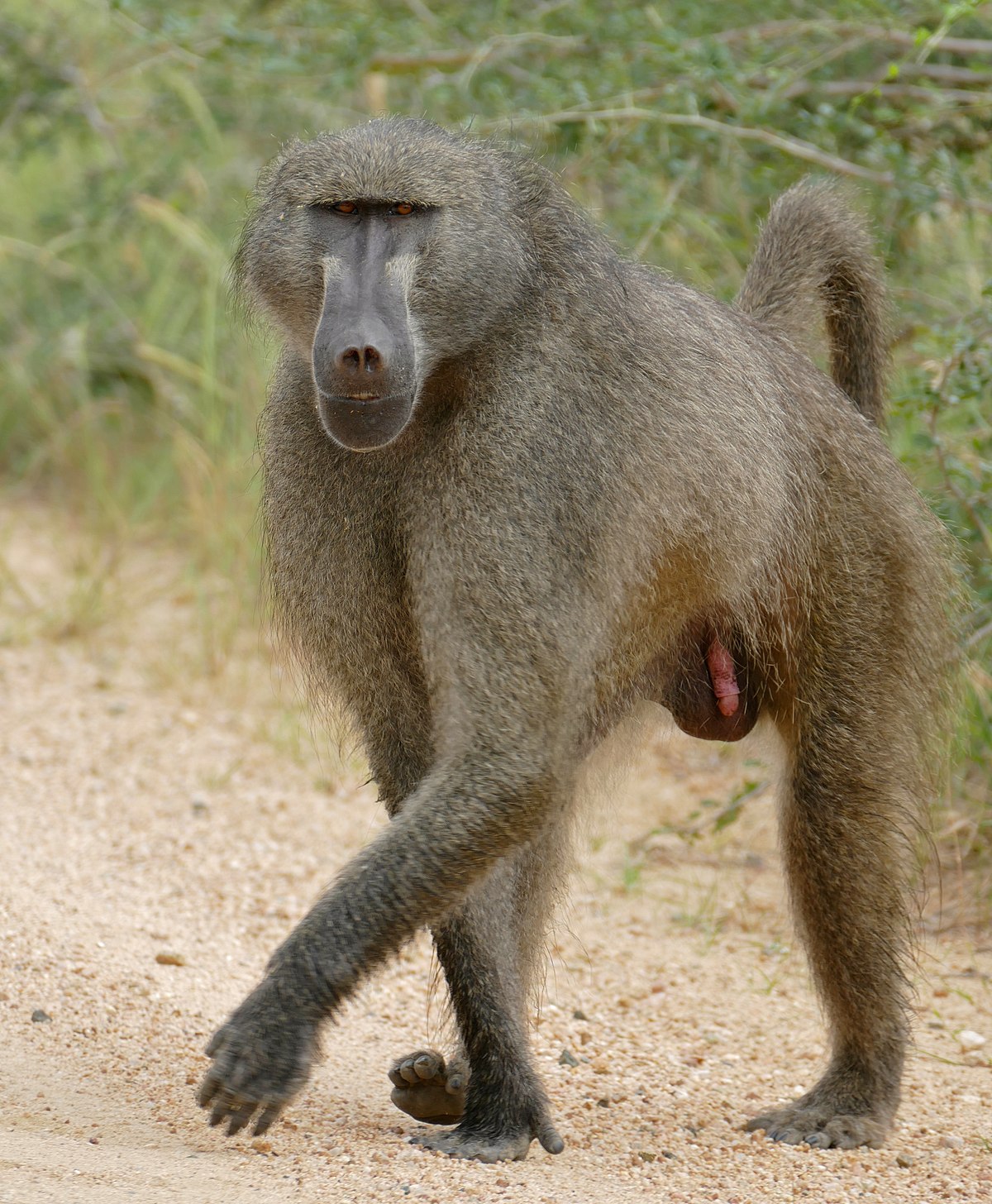 baboon