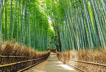 bamboo