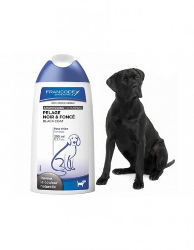 jak wybrać szampon dla psa czarnego z krótką sierścią