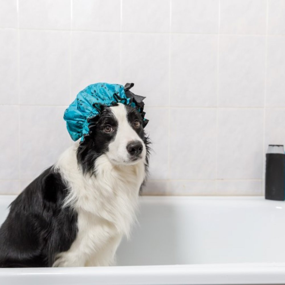 czym można zastąpić szampon dla psa
