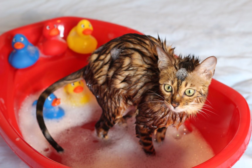 jaki szampon dla kota persa