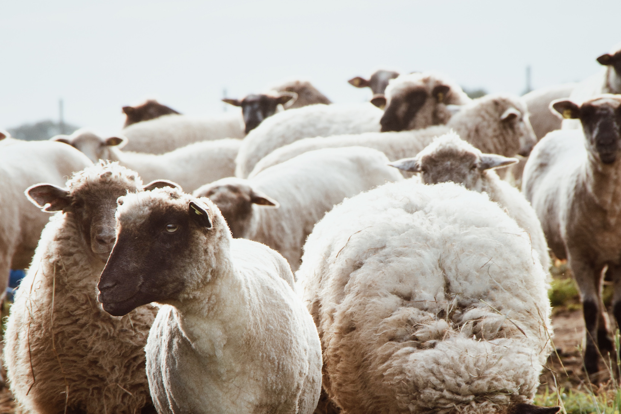 pieluchy wielorazowe owca