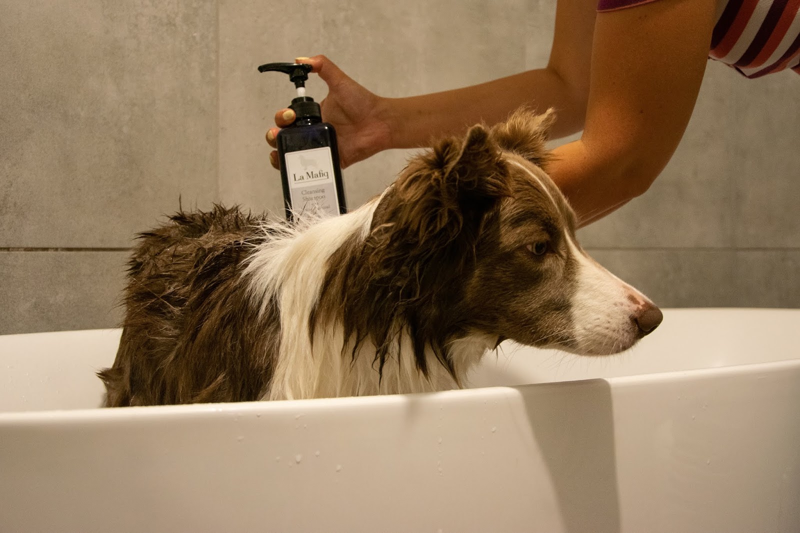 szampon dla psa do jeziora