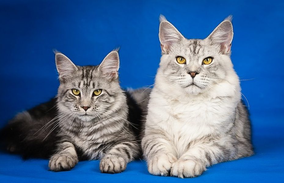 szampon maine coon